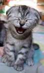 laughing_cat
