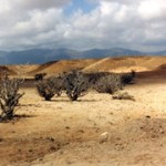 Frankincense for Cancer