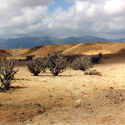 Frankincense for Cancer