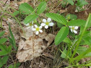 arrowheadwildstrawberries